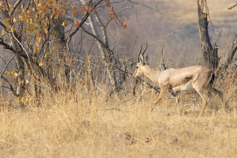 Chinkara (Gazella bennettii), a male, walking in a high, dry grass, in the wild, in Ranthambore