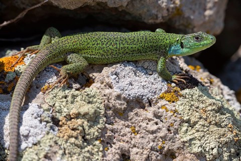 Balkan green lizard, Western giant green lizard, (Lacerta trilineata), lizard, lizard, reptile,