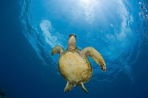 Green turtle, Chelonia mydas, Marshall Islands, Bikini Atoll, Micronesia, Pacific Ocean