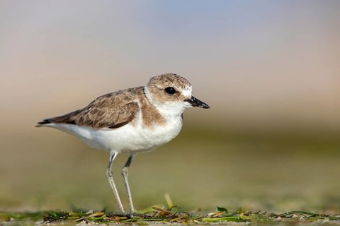Animals, birds, plover, Kentish plover, (Charadrius alexandrinus), biotope, habitat, foraging, Barr