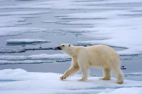 Animals, Mammals, A polar bear in search of food, Polar bear, Polar bears, (Ursus maritimus) pack