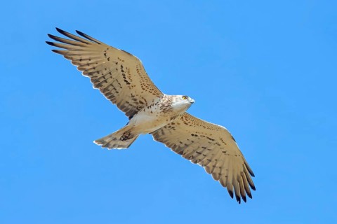 Snake eagle, (Circaetus gallicus), eagle, animal, animals, flight photo lesbos island, Lesbos,