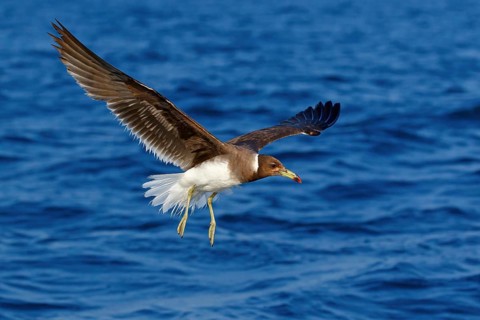 Hemprich's Gull, (Ichthyaetus hemprichii), (Larus hemprichii), Fish Eagle Gull Salalah, Mirbat,