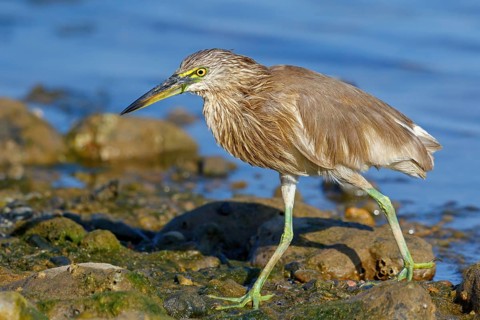 Animal, animals, bird, birds, heron, paddy heron, (Ardeola grayii), heron family, biotope, habitat,