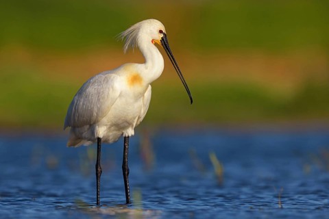 Spoonbill, (Platalea leucorodia), foraging, family of ibises and spoonbills, foraging, biotope,