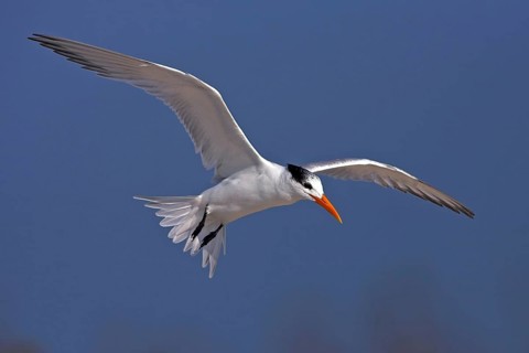 Royal Tern, (Sterna maxima), aerial photograph, USA, North America, Florida, Bowman's Beach,