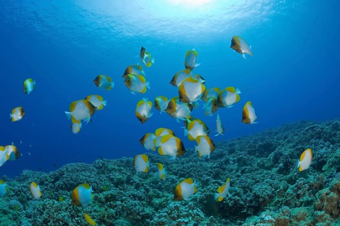 Shoal of Pyramid butterflyfish, Hemitaurichthys polyepis, Molokini Crater, Maui, Hawaii, USA