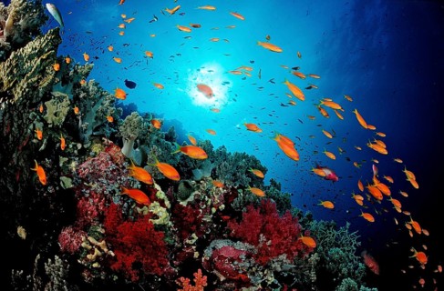 Hawkfish and coral reef, Pseudanthias squamipinnis, Egypt, Red Sea, St. John's Reef