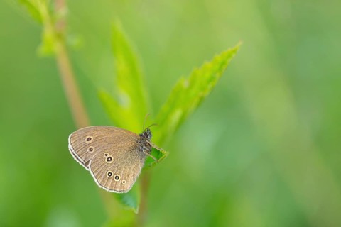 Brown forest bird, (Aphantopus hyperantus), chimney sweep, butterfly, insect, macro, Wadi Darbat,