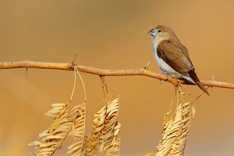 African silverbill, silver beak, silver pheasant, trusting bird, ornamental bird in Europe, family