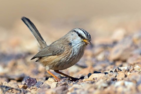 Desert Prinia, (Scotocerca inquieta), animals, birds, foraging, Israel
