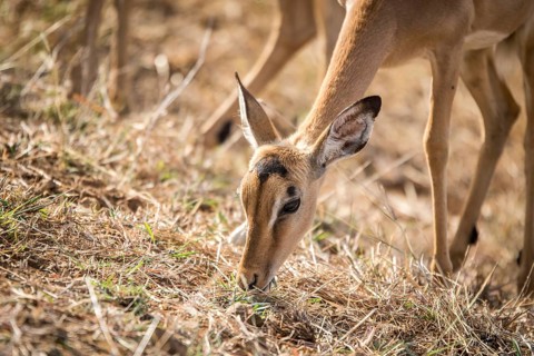 Female Impala eating grass in the Kruger National Park, South Africa