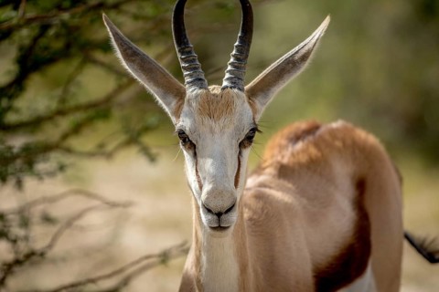 Close up of a Springbok in the Kalagadi Transfrontier Park, South Africa