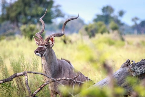 A male Kudu looking around in the Okavango Delta, Botswana
