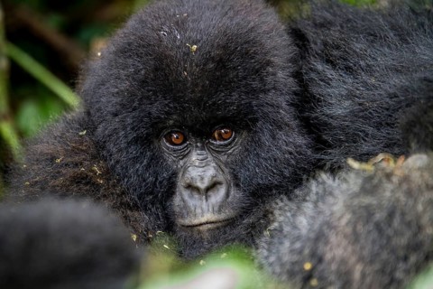 Close up of a baby Mountain gorilla in the Virunga National Park, Democratic Republic Of Congo