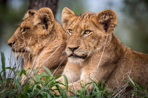 Starring Lion cubs in the Kruger National, South Africa
