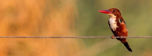 Brown kingfisher, (Halcyon smyrnensis), kingfisher, animals, birds, kingfisher family, Lahavot