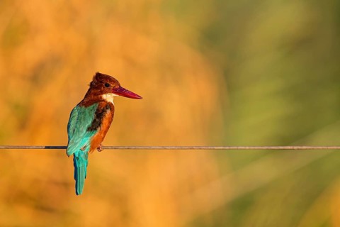 Brown kingfisher, (Halcyon smyrnensis), kingfisher, animals, birds, kingfisher family, Lahavot