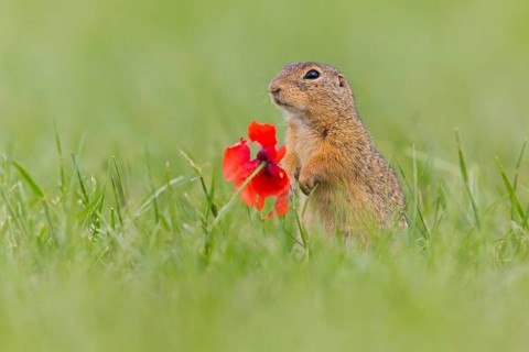 European ground squirrel, (Spermophilus citellus), Schlichtziesel, animals, mammals, family of