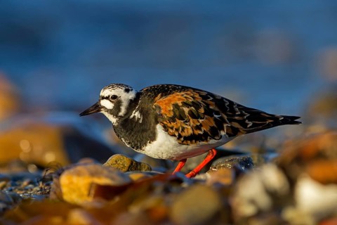 Turnstone, (Arenaria interpres), animals, birds, snipe family, biotope, habitat, foraging,