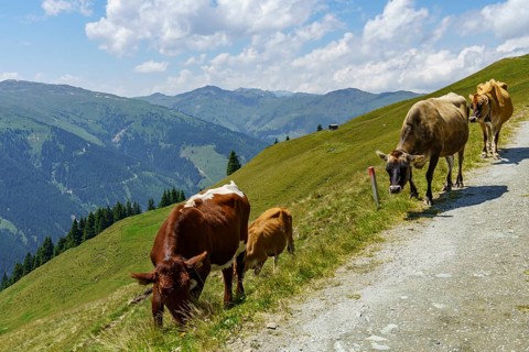 Several cows on a path in a green mountain landscape under a blue sky, mittersill, hohe tauern,