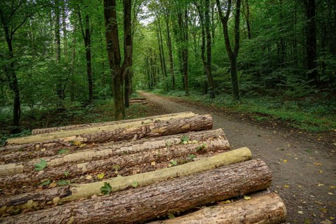 Logs stacked along a path in a green forest, weseke, münsterland, germany