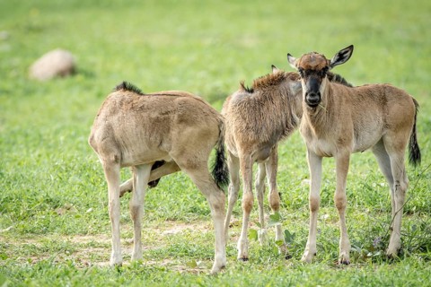 Three blue wildebeest calves standing in the grass in the Etosha National Park, Namibia