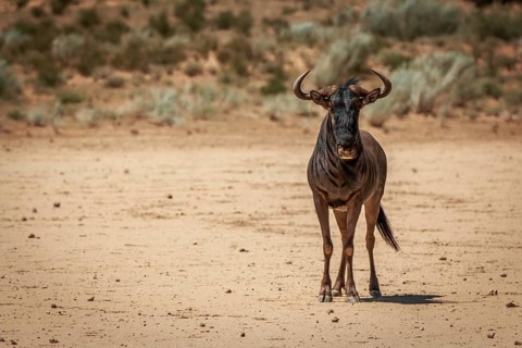 Blue wildebeest starring at the camera in the Kgalagadi Transfrontier Park, South Africa
