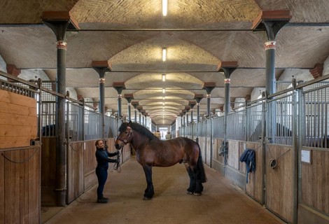 Warendorf, North Rhine-Westphalian State Stud, stable with cold-blooded stallion