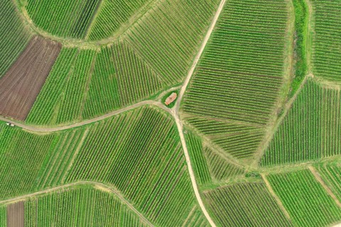 An image of an aerial view vineyard scenery at Kaiserstuhl Germany