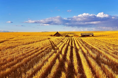 Solar autumn midday on fields of Montana