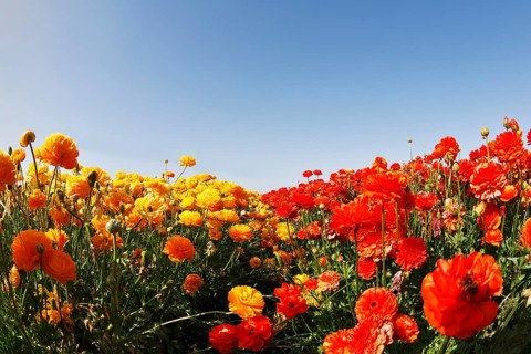 Magnificent field of yellow and red buttercups on a sunset, photographed by an objective the Fish