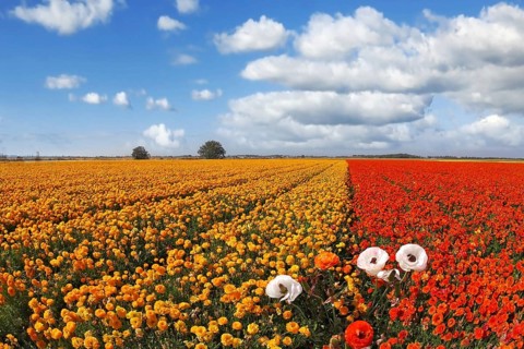 Huge field blossoming red and the yellow flowers, photographed by an lens Fish eye