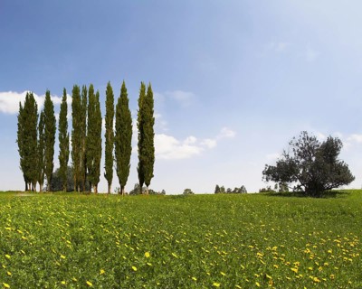 Wonderful meadow with green grass and yellow buttercups. Alley slender cypress trees beautifully