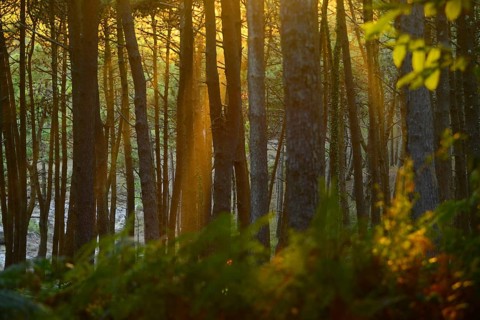 Detail of a forest illuminated by the late afternoon light, Cabo Home, Galicia, Spain