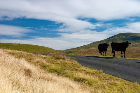The typical landscape in Yorkshire Dales National Park, Great Britain. The Yorkshire Dales National