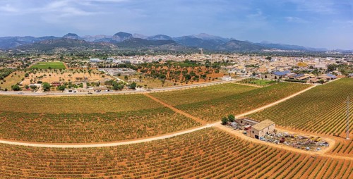 Spring vineyard field, wineries José L. Ferrer, Binissalem, Majorca, Balearic Islands, Spain