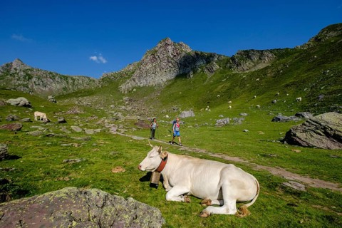 Cows on lac Casterau, Ayous lakes tour, Pyrenees National Park, Pyrenees Atlantiques, France