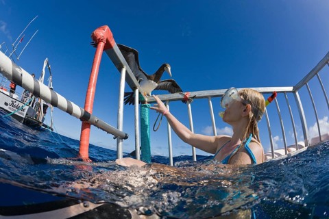 Curious seabird cage diving with sharks, Oahu, Pacific Ocean, Hawaii, USA