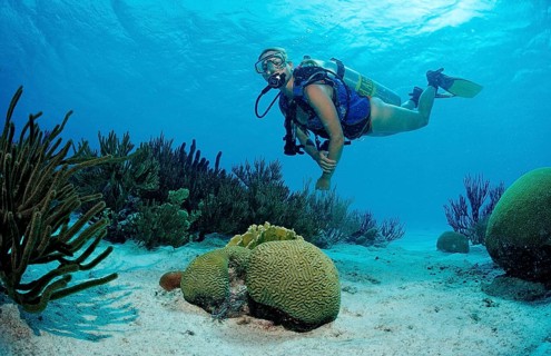 Diver and coral reef, Netherlands Antilles, Bonaire, Caribbean, Caribbean Sea
