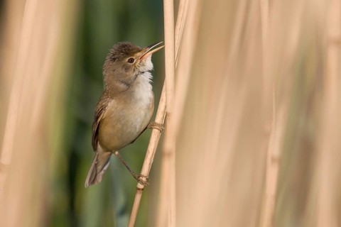 Reed Warbler (Acrocephalus scirpaceus)