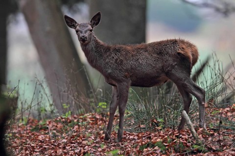Red deer (Cervus elaphus)