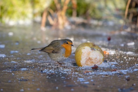 Robin - pecks at an old apple (Erithacus rubecula)