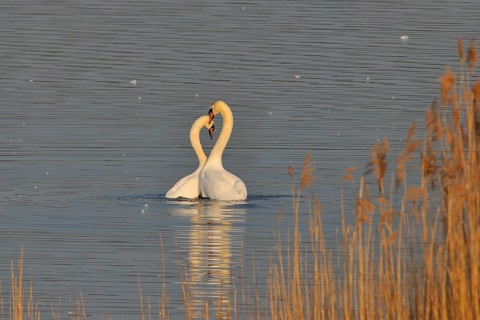 Mute swan (cygnos olor)