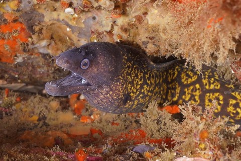Mediterranean moray eel (Muraena helena)