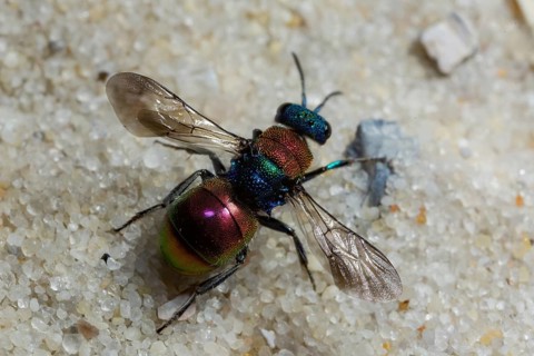 Sand gold wasp (Hedychrum nobile)