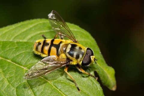 Death's-head hoverfly (Myathropa florea)