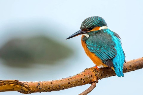 Kingfisher on the perching branch (Alcedo atthis)