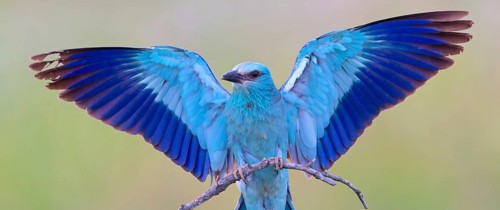 Roller, almond crow, (Coracias garrulus), animals, birds, raptors, raptor family, perch, biotope,