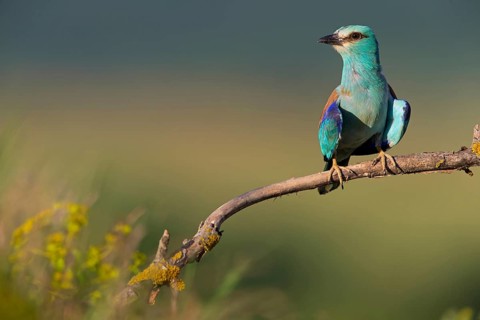 Roller, Almond Crow, (Coracias garrulus), animals, birds, raptors, raptor family, perch, biotope,
